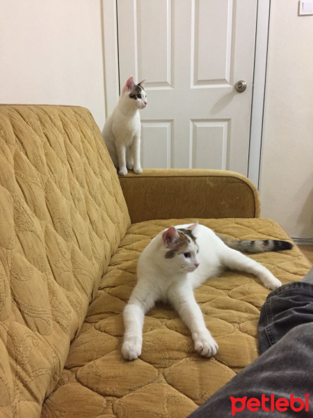 Tekir Kedi, Kedi  Ponçik ve yumak fotoğrafı