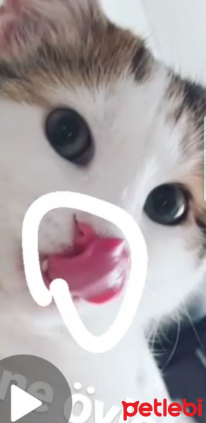 Tekir Kedi, Kedi  Ponçik ve yumak fotoğrafı
