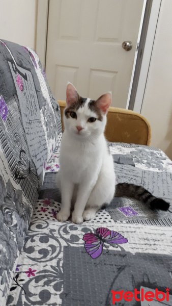 Tekir Kedi, Kedi  Ponçik ve yumak fotoğrafı