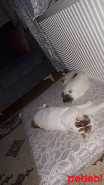 Tekir Kedi, Kedi  Ponçik ve yumak fotoğrafı
