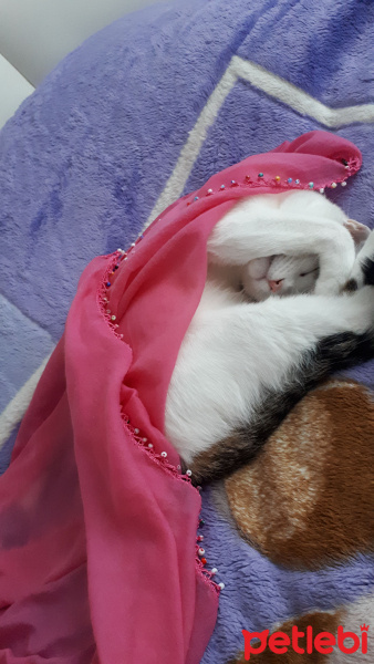 Tekir Kedi, Kedi  Ponçik ve yumak fotoğrafı