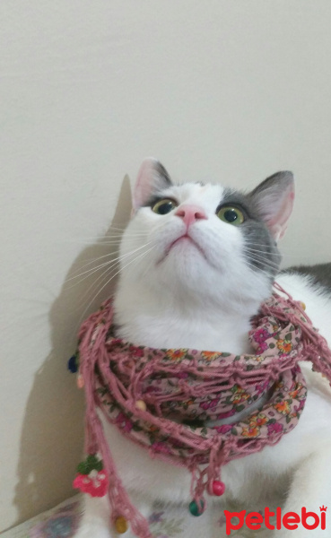 Tekir Kedi, Kedi  Duman fotoğrafı