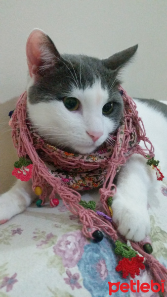 Tekir Kedi, Kedi  Duman fotoğrafı