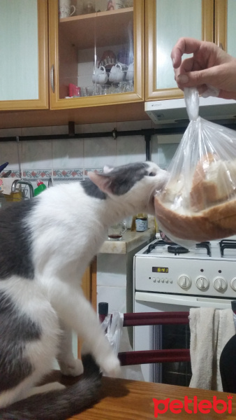 Tekir Kedi, Kedi  Duman fotoğrafı
