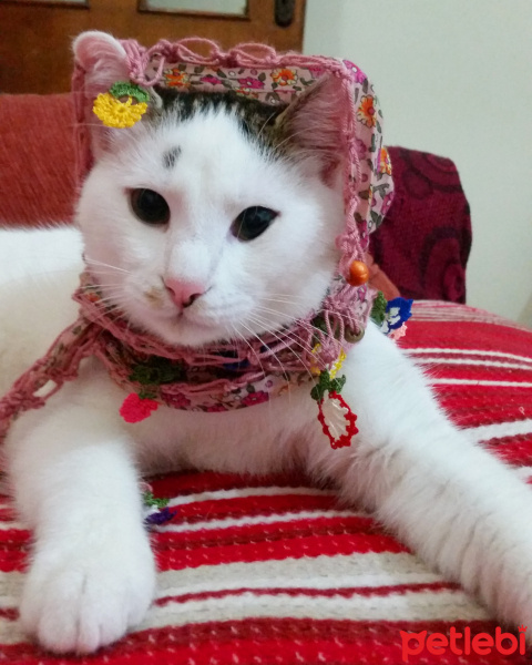 Tekir Kedi, Kedi  Duman fotoğrafı