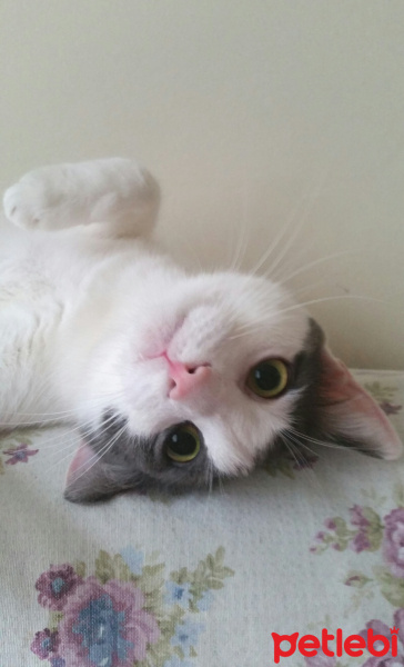 Tekir Kedi, Kedi  Duman fotoğrafı