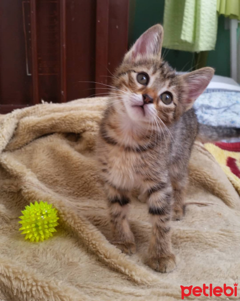 Tekir Kedi, Kedi  Duman fotoğrafı