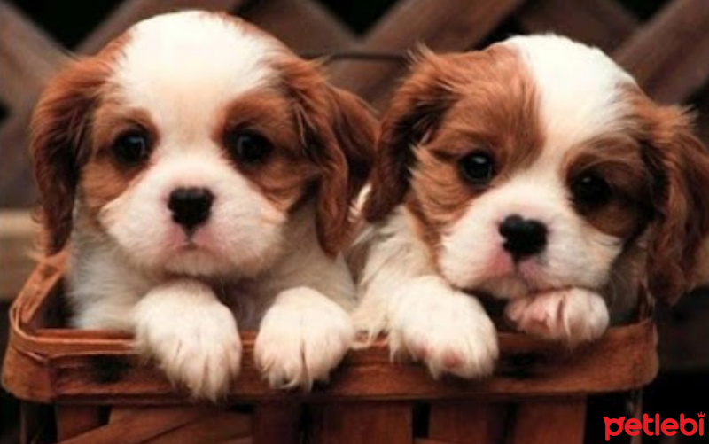 Jack Russell Terrier, Köpek  'X fotoğrafı