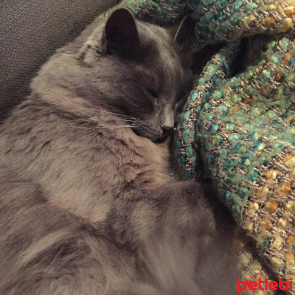 Nebelung, Kedi  Kırçıl fotoğrafı