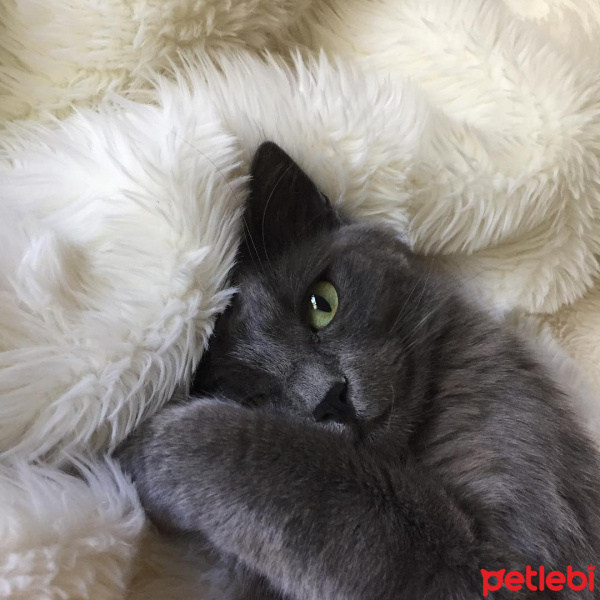 Nebelung, Kedi  Kırçıl fotoğrafı