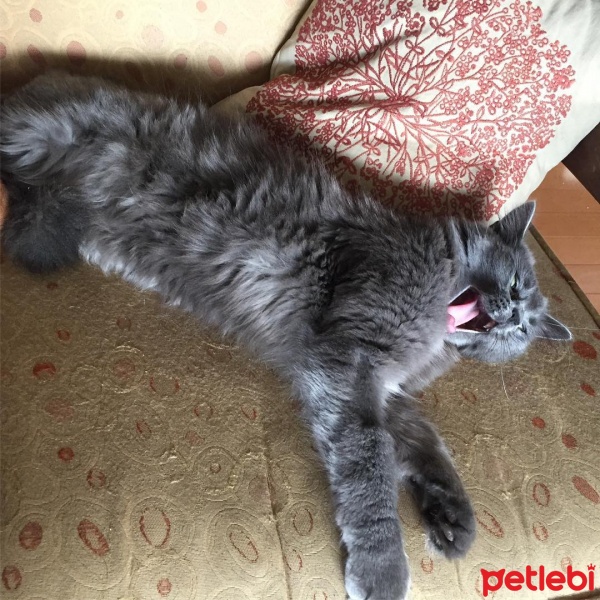 Nebelung, Kedi  Kırçıl fotoğrafı