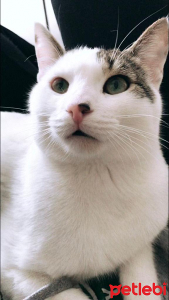 Tekir Kedi, Kedi  rüzgar fotoğrafı