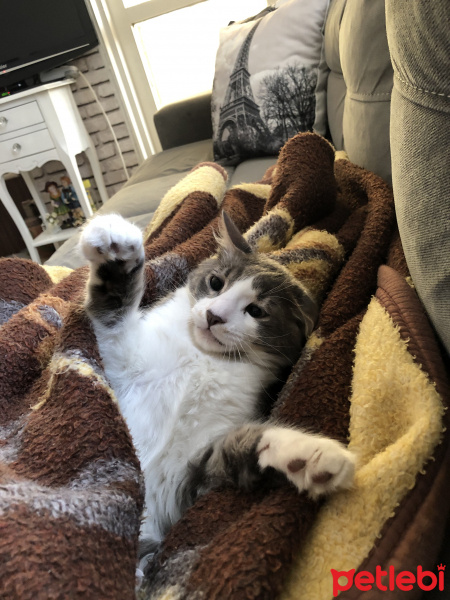 Maine Coon, Kedi  Şeker fotoğrafı