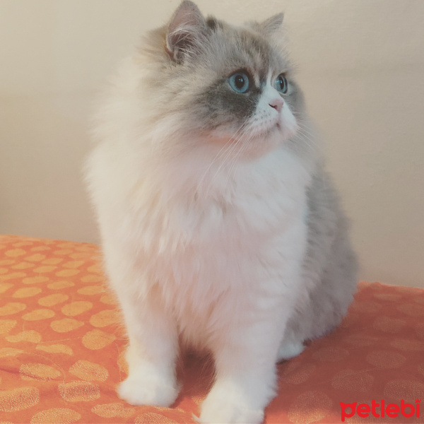 Ragdoll, Kedi  Rüzgar fotoğrafı