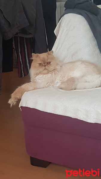 İran Kedisi (Persian), Kedi  Fındık fotoğrafı