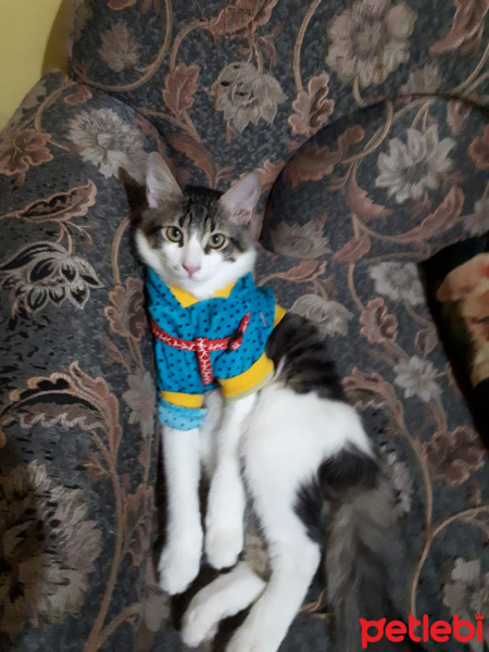 Tekir Kedi, Kedi  Köfte fotoğrafı