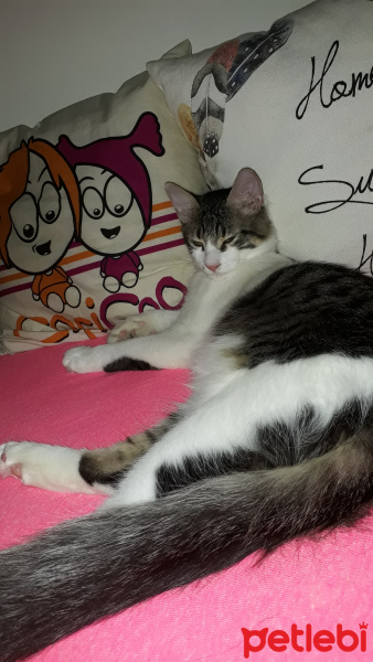 Tekir Kedi, Kedi  Köfte fotoğrafı