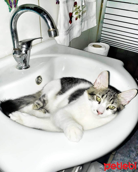 Tekir Kedi, Kedi  Köfte fotoğrafı