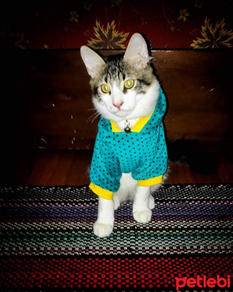 Tekir Kedi, Kedi  Köfte fotoğrafı
