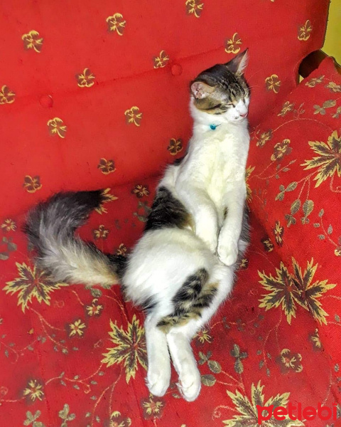 Tekir Kedi, Kedi  Köfte fotoğrafı