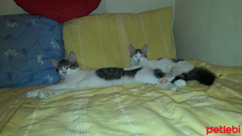 Tekir Kedi, Kedi  Köfte fotoğrafı
