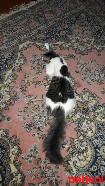 Tekir Kedi, Kedi  Köfte fotoğrafı