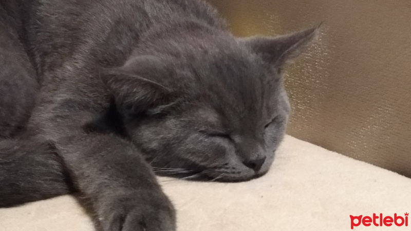 British Shorthair, Kedi  Sherlock fotoğrafı