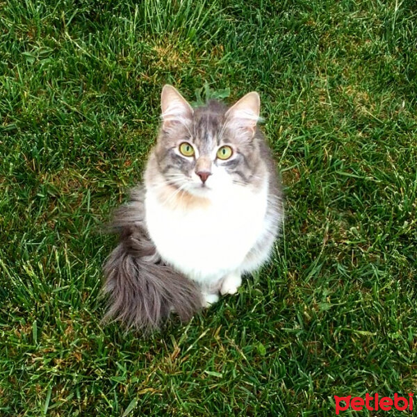 Norwegian Forest, Kedi  Duman fotoğrafı