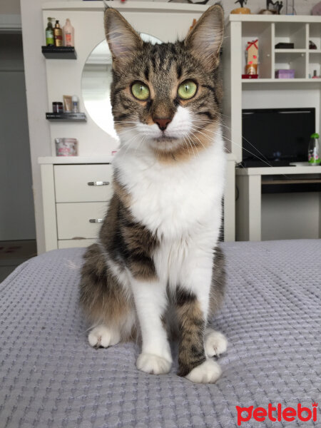 Soke, Kedi  Rosemary fotoğrafı