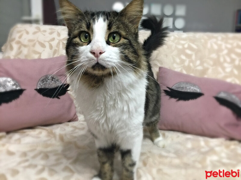 Norwegian Forest, Kedi  Pençik fotoğrafı