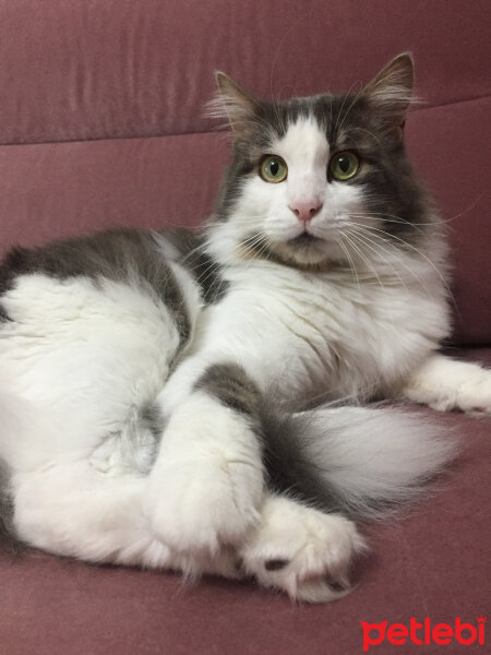 Norwegian Forest, Kedi  Ponpiş fotoğrafı