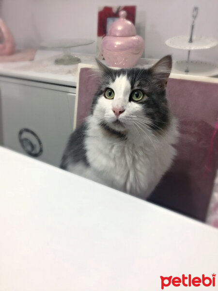 Norwegian Forest, Kedi  Ponpiş fotoğrafı