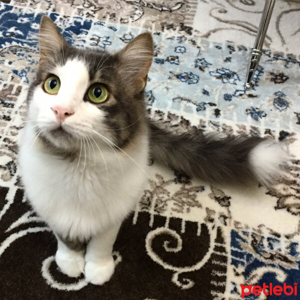 Norwegian Forest, Kedi  Ponpiş fotoğrafı