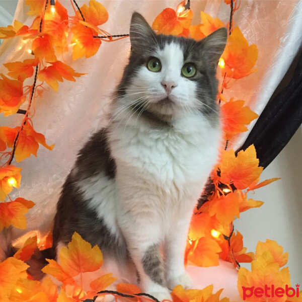 Norwegian Forest, Kedi  Ponpiş fotoğrafı