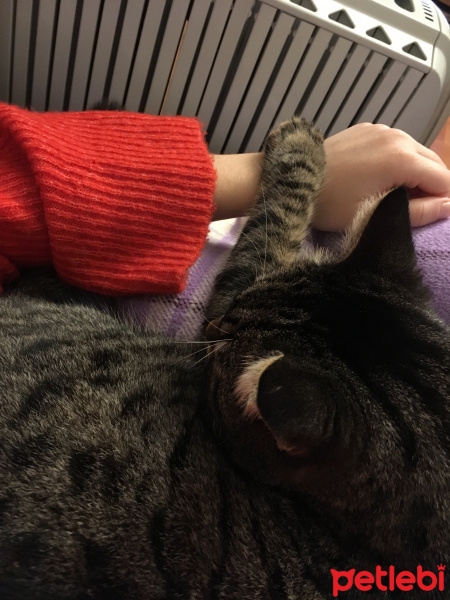 Tekir Kedi, Kedi  Karma fotoğrafı