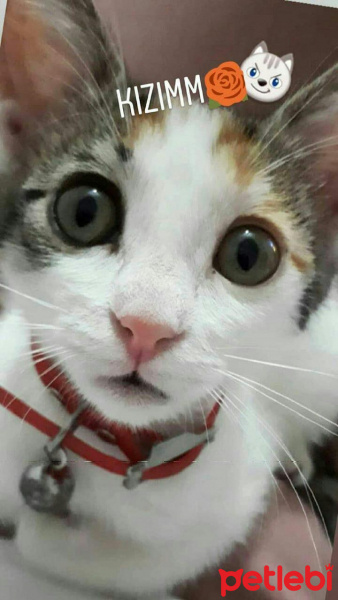 Tekir Kedi, Kedi  Latte fotoğrafı