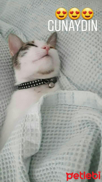 Tekir Kedi, Kedi  Latte fotoğrafı