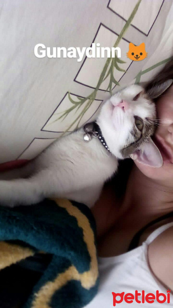 Tekir Kedi, Kedi  Latte fotoğrafı