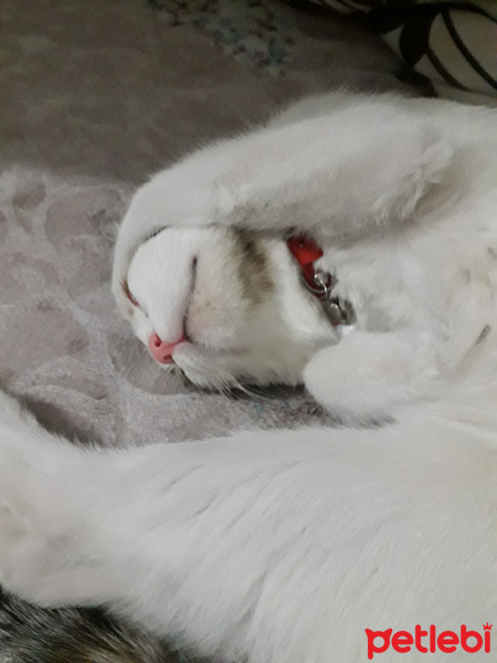 Tekir Kedi, Kedi  Latte fotoğrafı