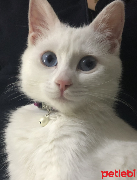 Van Kedisi, Kedi  Bihter fotoğrafı