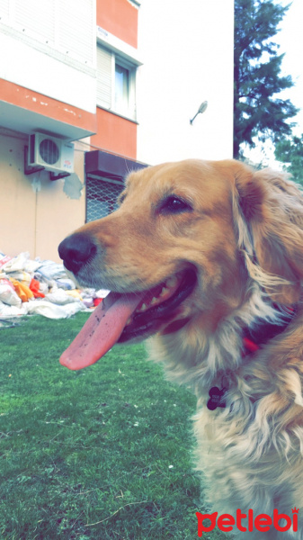 Golden Retriever, Köpek  ÇAKIL fotoğrafı