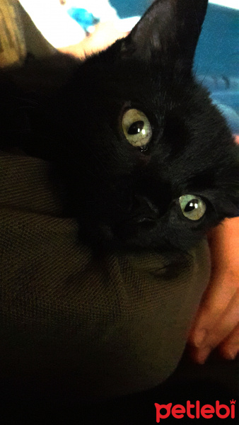 Bombay, Kedi  Gece fotoğrafı