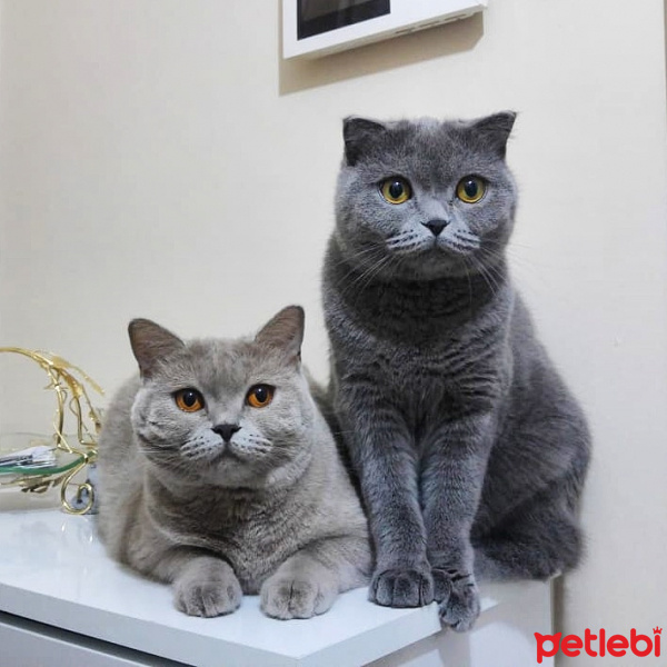 Scottish Fold, Kedi  çekirdek fotoğrafı