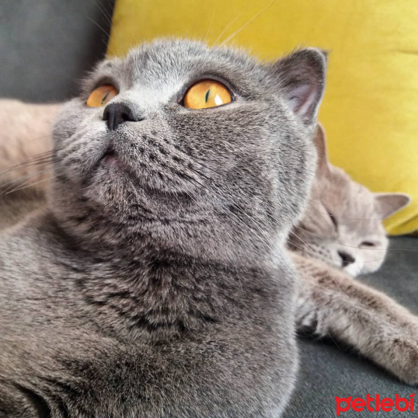 Scottish Fold, Kedi  çekirdek fotoğrafı