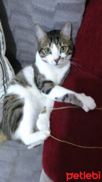 Tekir Kedi, Kedi  Rambo fotoğrafı