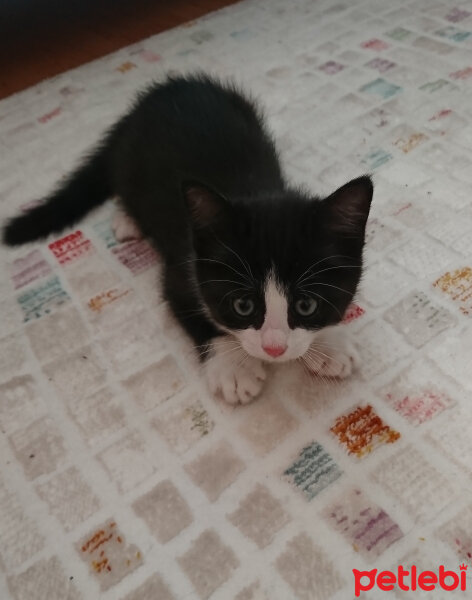 Tuxedo (Smokin) Kedi, Kedi  Asil "7aralık2018 de melek oldu :(" fotoğrafı