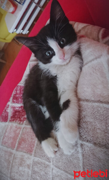 Tuxedo (Smokin) Kedi, Kedi  Asil "7aralık2018 de melek oldu :(" fotoğrafı