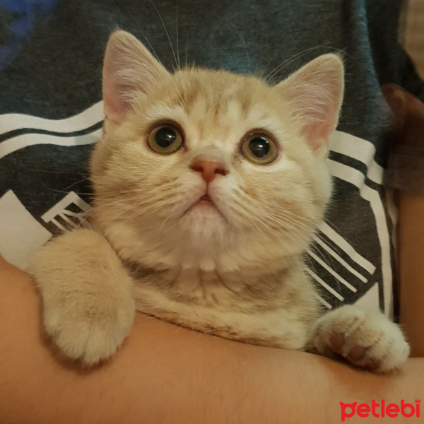British Shorthair, Kedi  Şuppi fotoğrafı