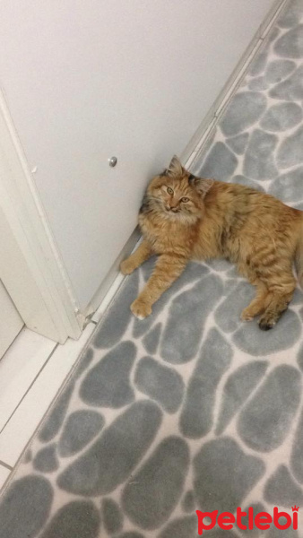 American Bobtail, Kedi  limon fotoğrafı