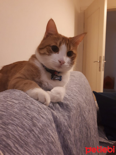 Sarman, Kedi  Fikret fotoğrafı